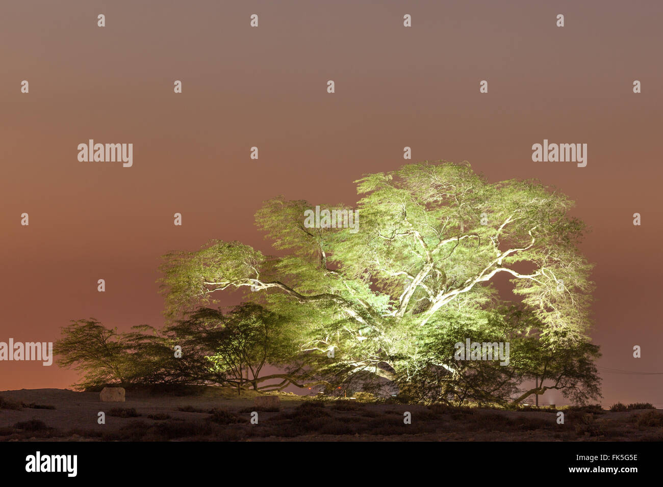 Albero della Vita in Bahrain Foto Stock