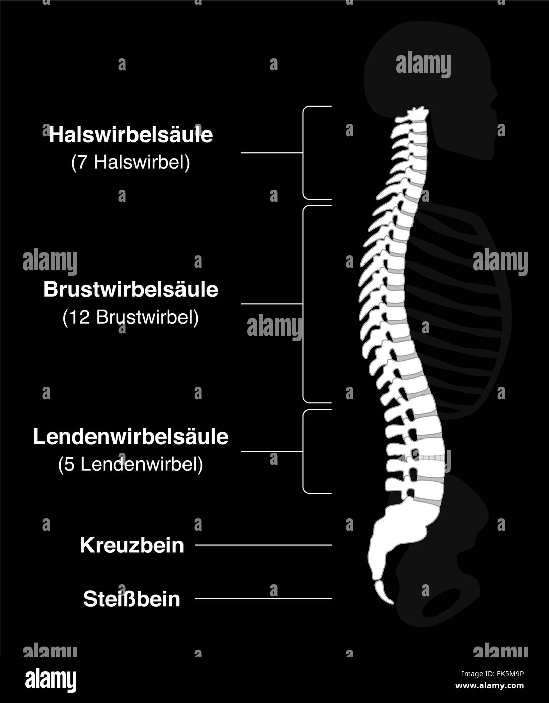 Scheletro umano con nomi tedeschi delle sezioni di dorso e numeri delle vertebre. Foto Stock
