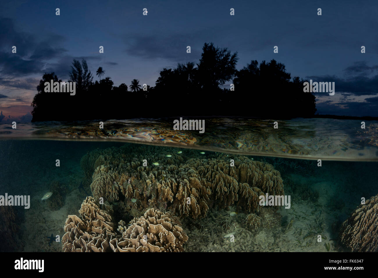 Coralli poco profonde a livello diviso con l'isola Foto Stock