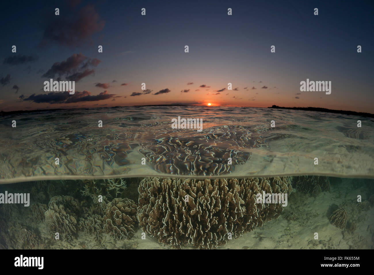 Coralli poco profonde a livello diviso con l'isola Foto Stock