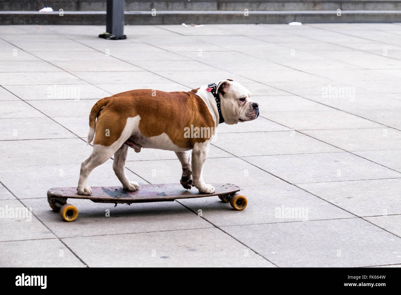 Cane su skateboard, skateboard pet in Berlin Foto stock - Alamy