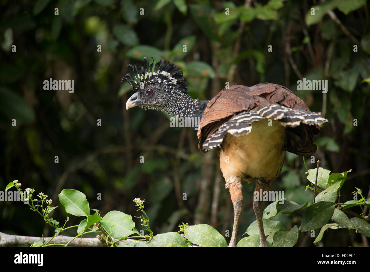 Una femmina Hocco messicano (Crax rubra), Limon Costa Rica, America Centrale Foto Stock