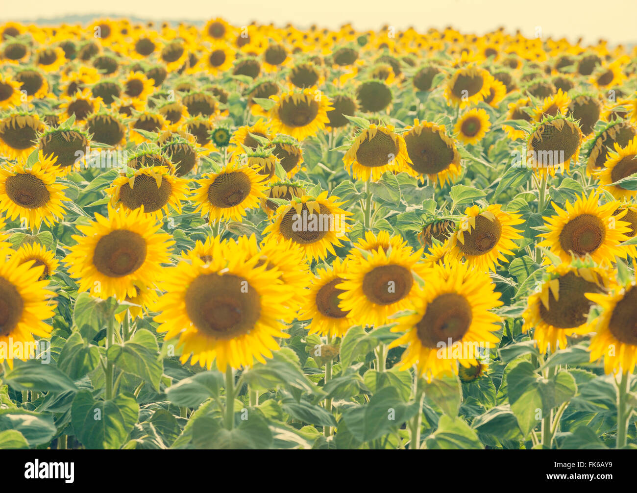 Girasoli in piena fioritura, Francia, Europa Foto Stock