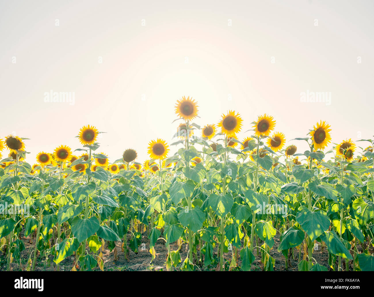 Girasoli in piena fioritura, Francia, Europa Foto Stock