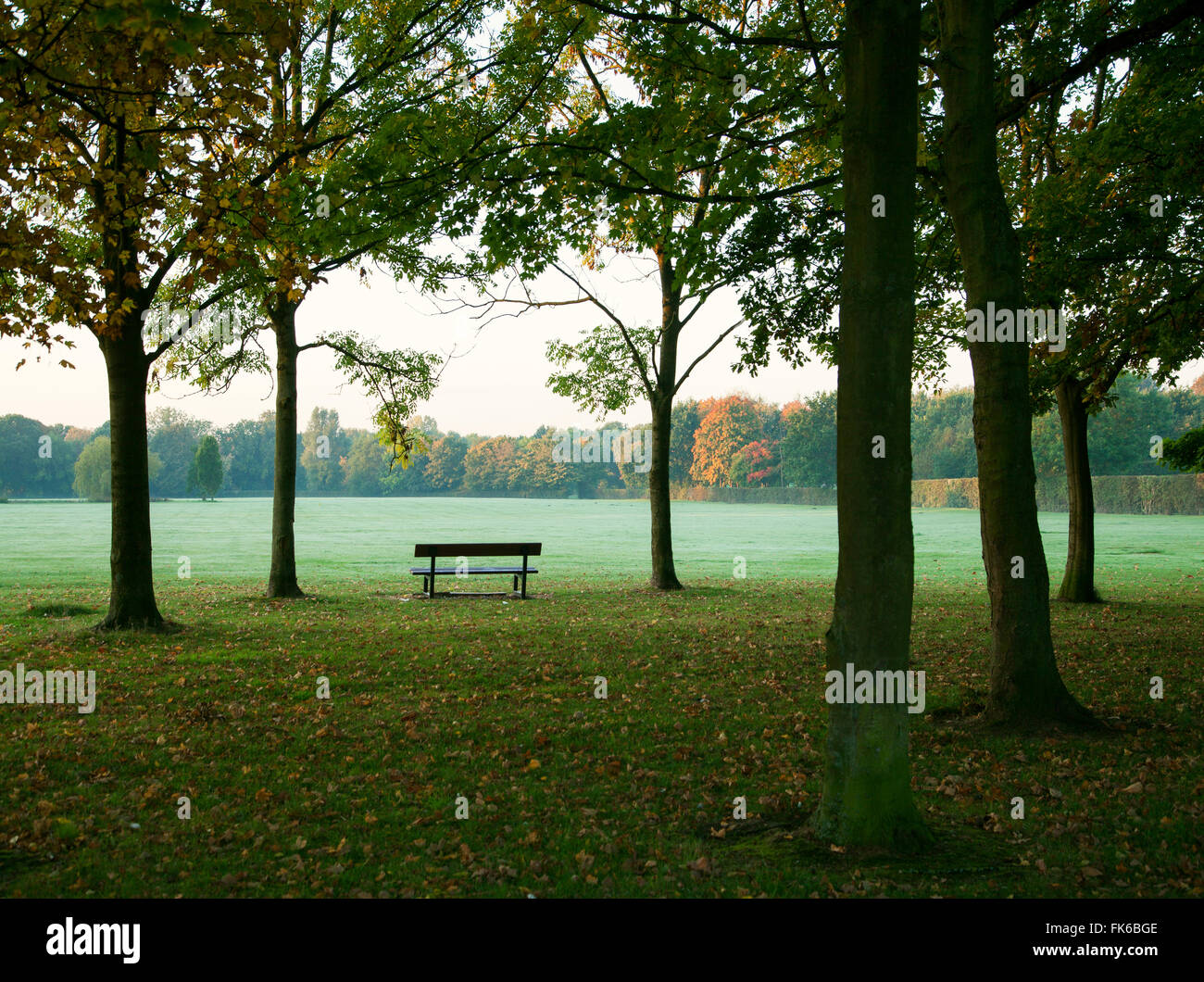 Una panchina nel parco e alberi in autunno, Regno Unito, Europa Foto Stock
