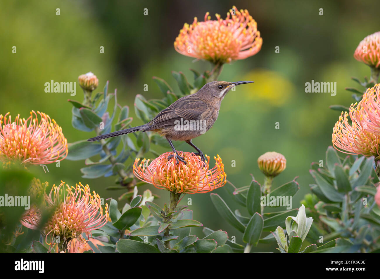 Cape sugarbird (Promerops cafer), arroccato su protea, Harold Porter Giardini Botanici, Western Cape, Sud Africa e Africa Foto Stock