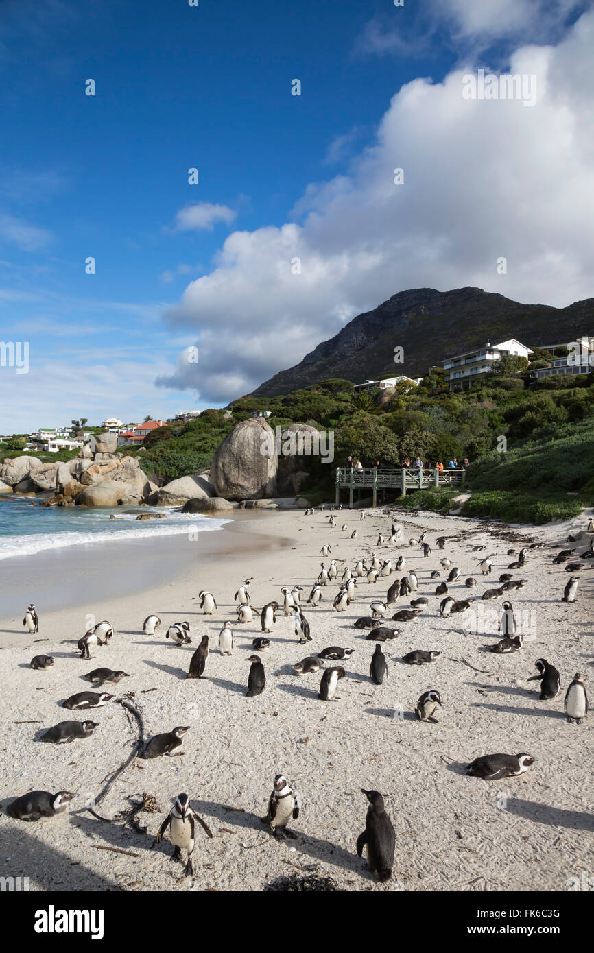I Penguins africani (Spheniscus demersus) su Foxy Beach, Table Mountain National Park, Simon's Town, Cape Town, Sud Africa Foto Stock