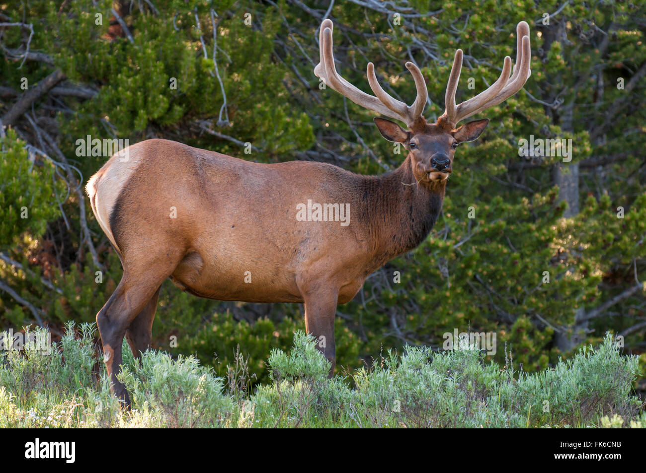 Elk (Cervus canadensis) vicino al lago di villaggio, il Parco Nazionale di Yellowstone, Wyoming negli Stati Uniti d'America, America del Nord Foto Stock