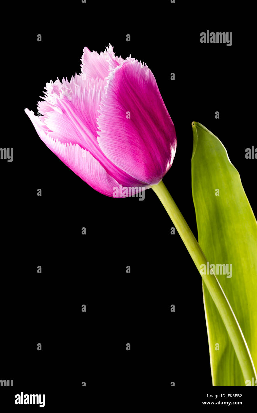 Primo piano di una rosa orlata tulip, tulipa crispa, su sfondo nero Foto Stock