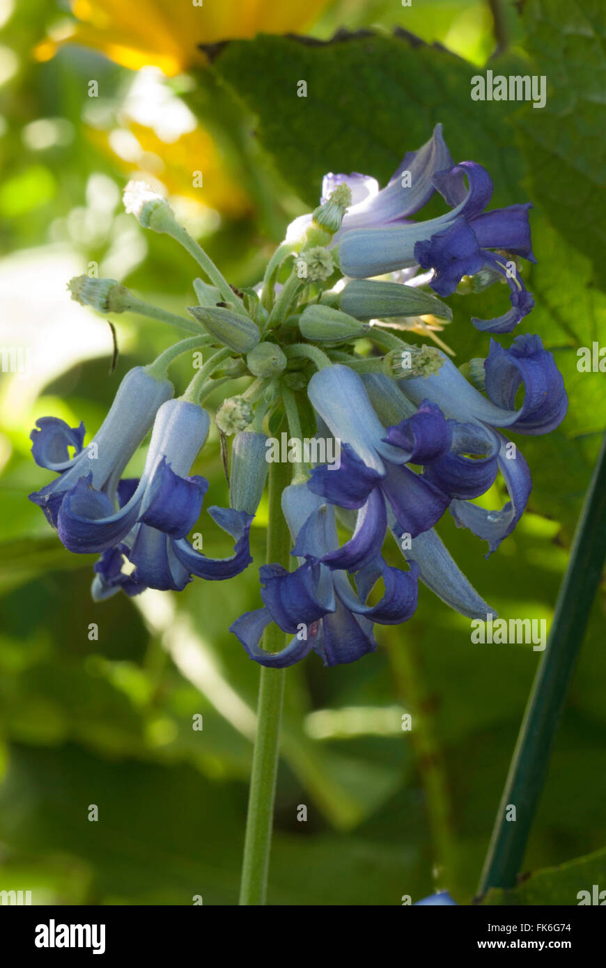 Clematis heracleifolia, bush clematis, blu Foto Stock