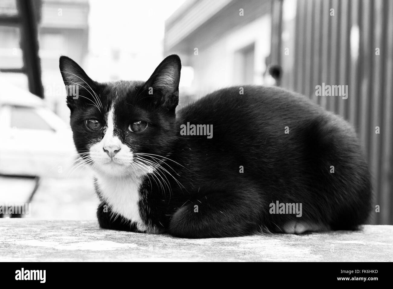 Cat sit rannicchiato sul pavimento di cemento. Foto Stock