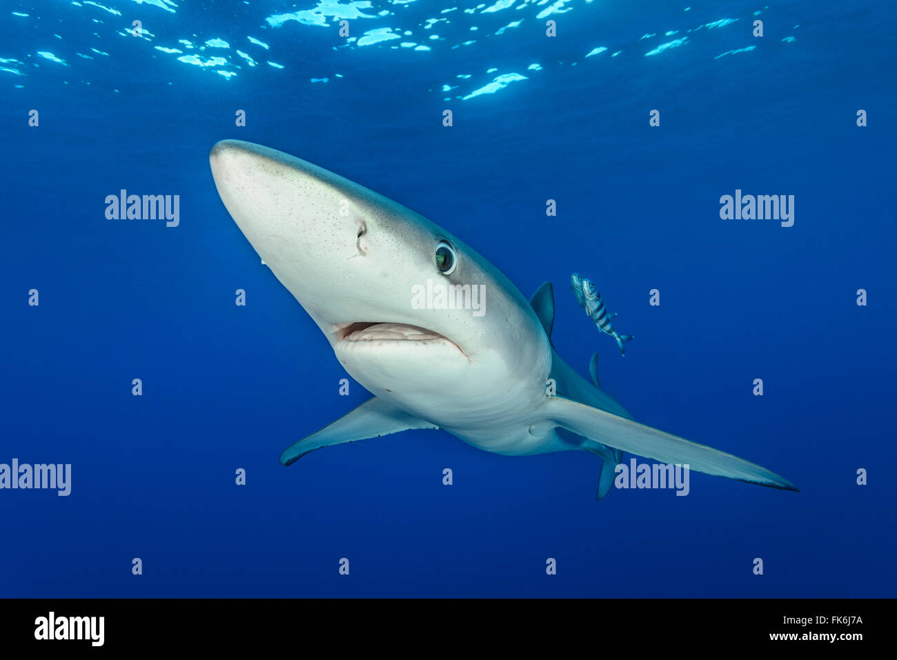 Blue Shark e pesce pilota, Prionace glauca e Naucrates raschiatore, Azzorre, Portogallo, Oceano Atlantico Foto Stock