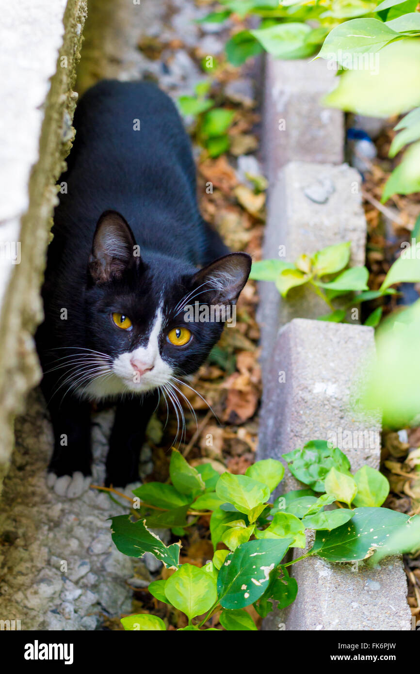 Carino gattino addossato fuori e guardare la forma scorcio di nicchia. Foto Stock