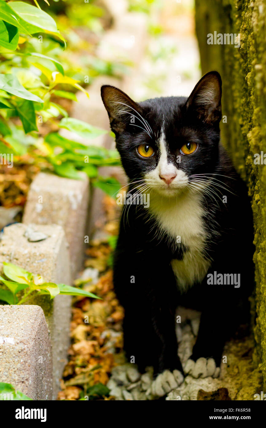 Carino gattino seduto e guardava la fotocamera Foto Stock
