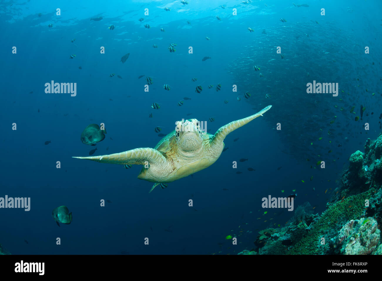 Tartaruga Verde (Chelonia Mydas) con scolarizzazione martinetti (Cranax sexfasciatus) dietro. Foto Stock