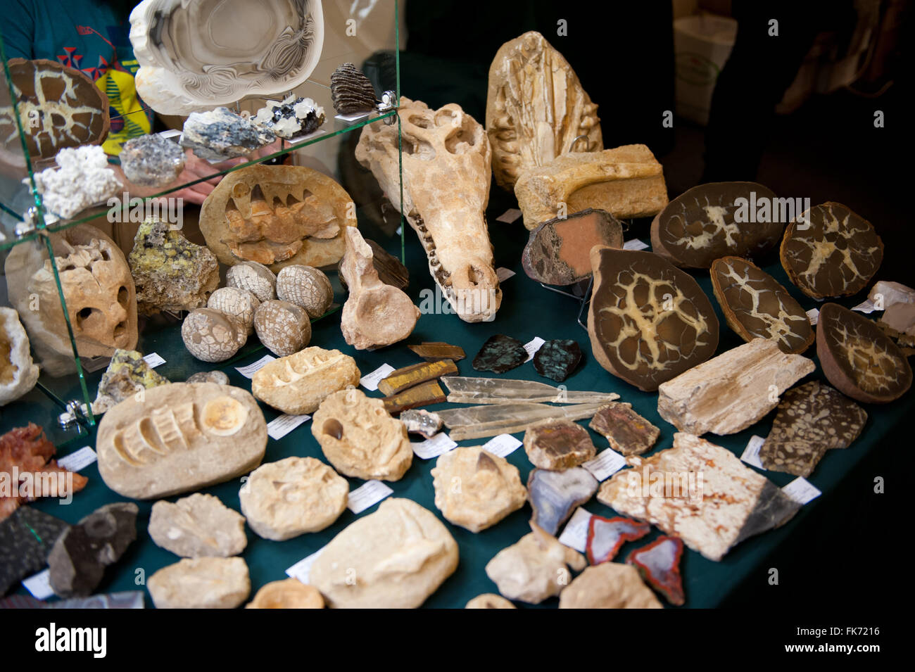 Fossili di animali e cristalli mostra di minerali di Varsavia Expo 2016, 5 Marzo, VI edizione evento nel palazzo PKiN, Polonia Foto Stock