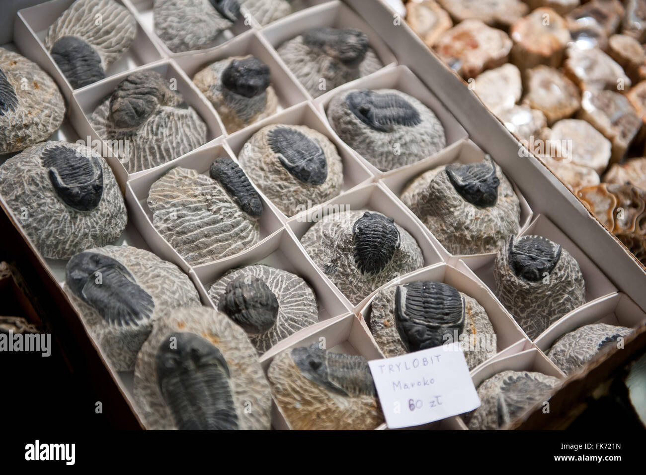 Trilobiti collezione di fossili provenienti dal Marocco al minerale di Varsavia Expo 2016, 5 Marzo, VI edizione evento nel palazzo PKiN, Polonia Foto Stock