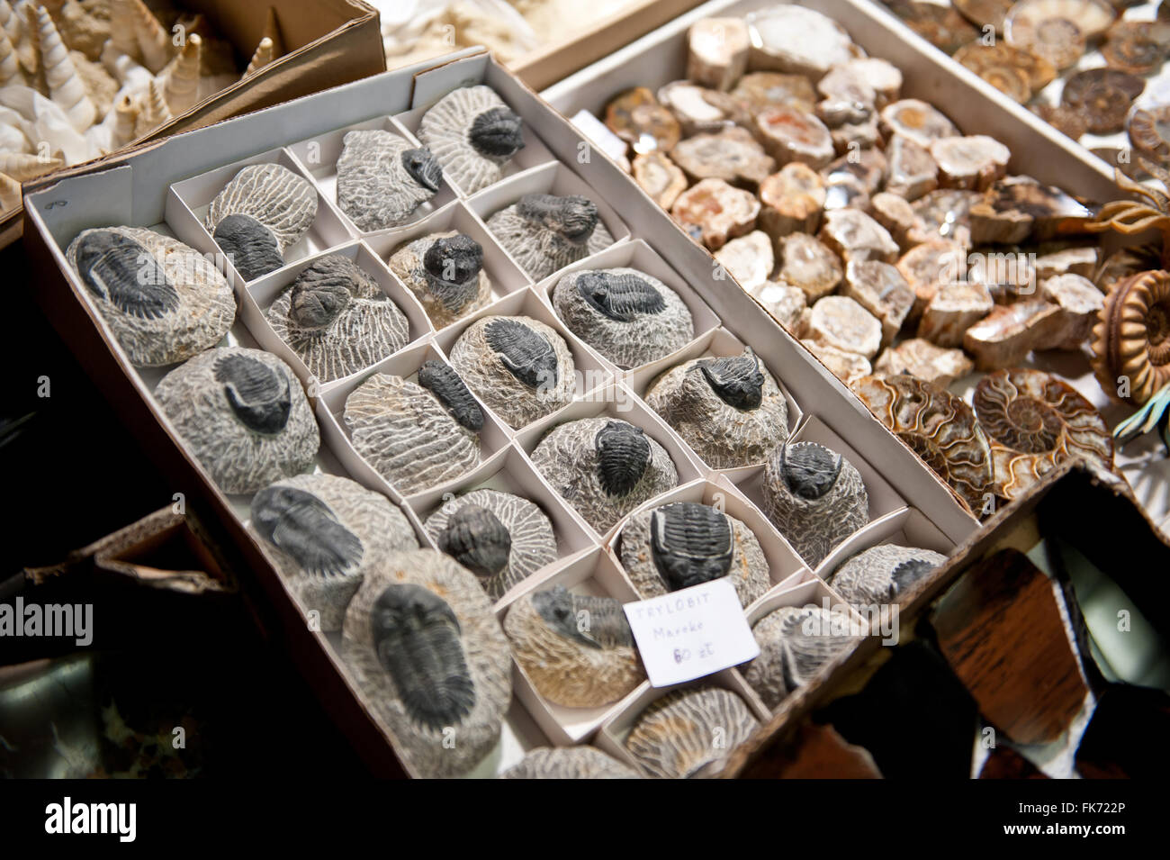 Trilobiti fossili mostra dal Marocco al minerale di Varsavia Expo 2016, 5 Marzo, VI edizione evento nel palazzo PKiN, Polonia Foto Stock