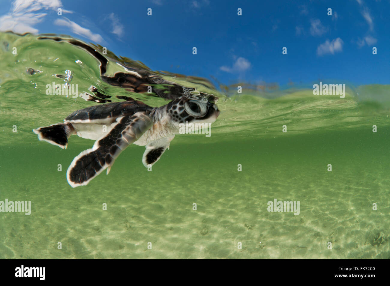 Baby tartaruga verde (Chelonia Mydas) hatchling nuoto al mare ancora nei bassifondi della spiaggia. Foto Stock