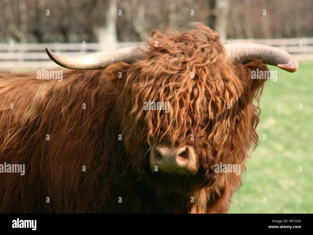 Hairy Scottish Highland mucca in piedi in campo Foto Stock