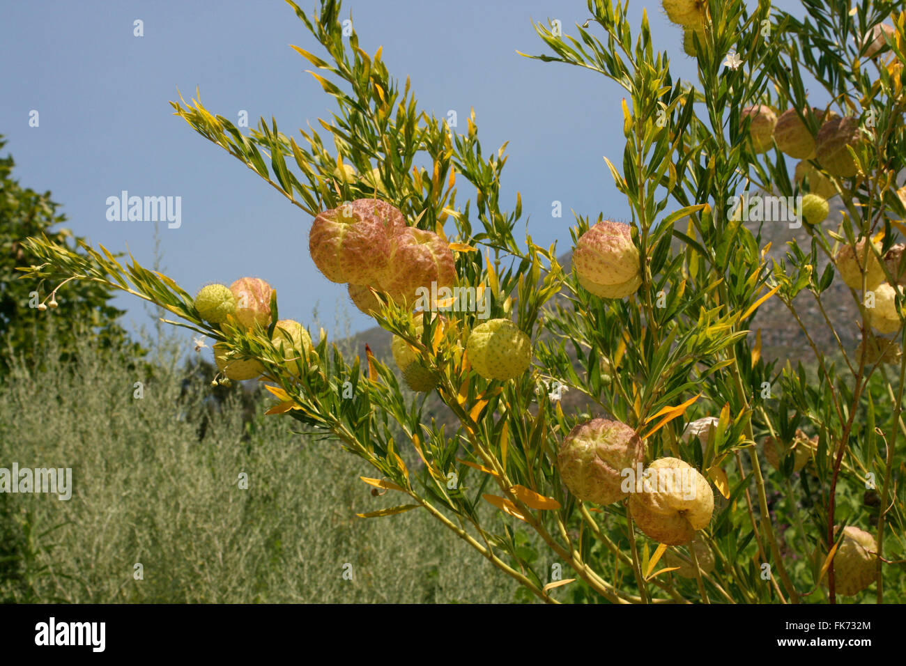 Milkweed Swan è una pianta ornamentale spesso cresciuta per attirare le farfalle. Foto Stock