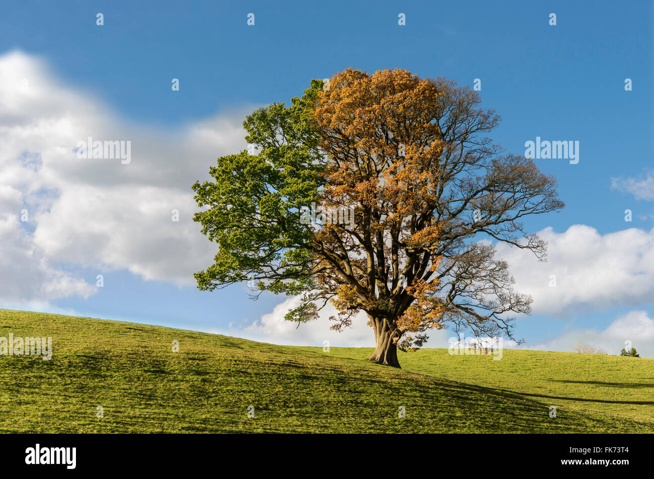 Montaggio di quercia attraverso tre stagioni, estate, autunno e primavera mostra il passaggio del tempo. Albero in campo contro il cielo blu. Regno Unito Foto Stock