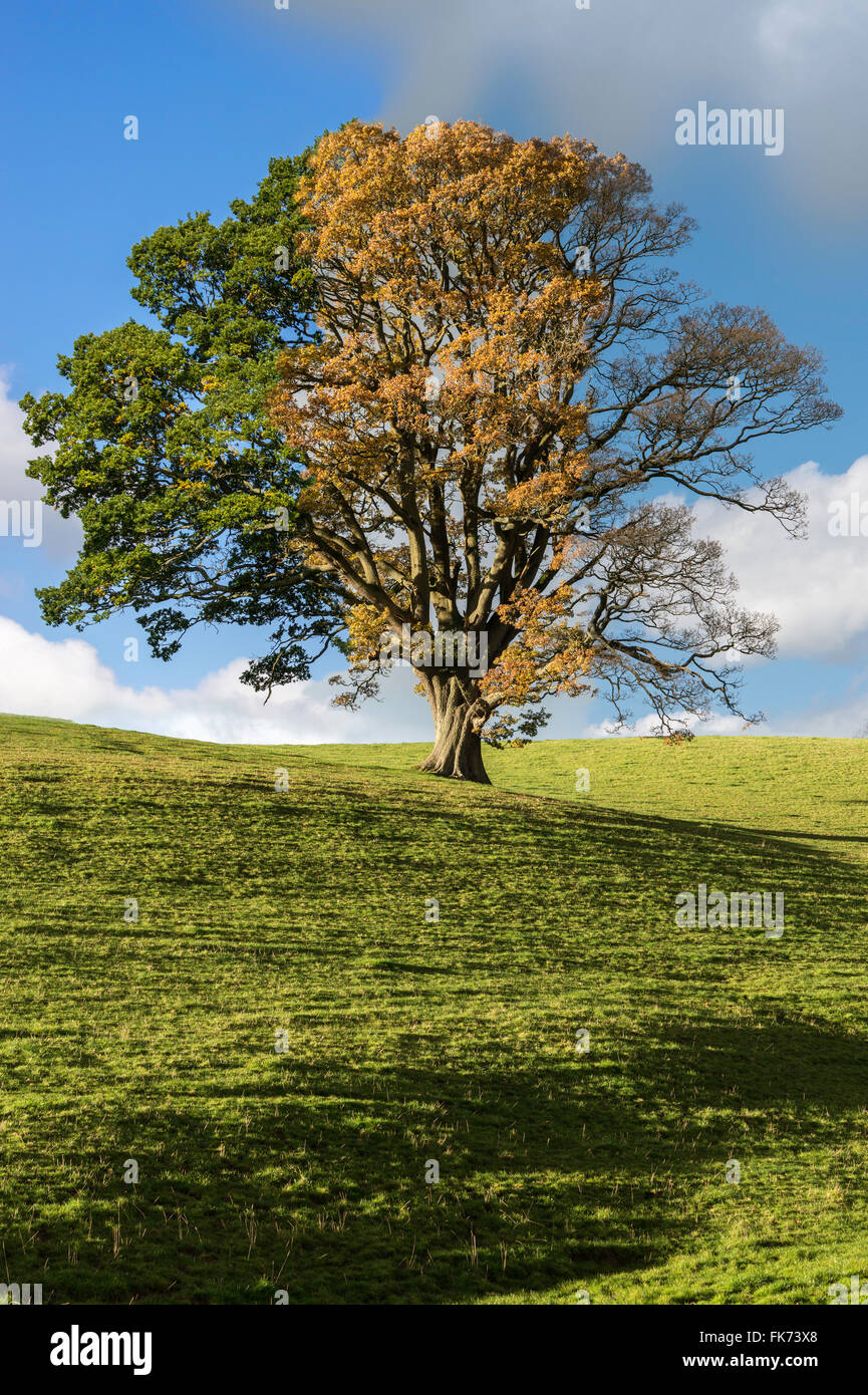 Montaggio di quercia attraverso tre stagioni, estate, autunno e primavera mostra il passaggio del tempo. Albero in campo contro il cielo blu. Regno Unito Foto Stock