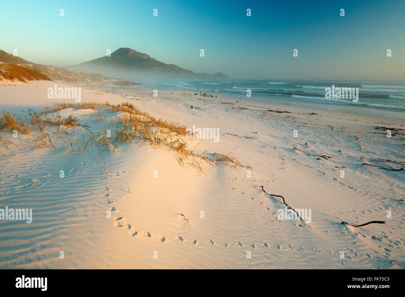 Mare di nebbia e cormorani sulla spiaggia Platboom, Capo di Buona Speranza, Sud Africa Foto Stock