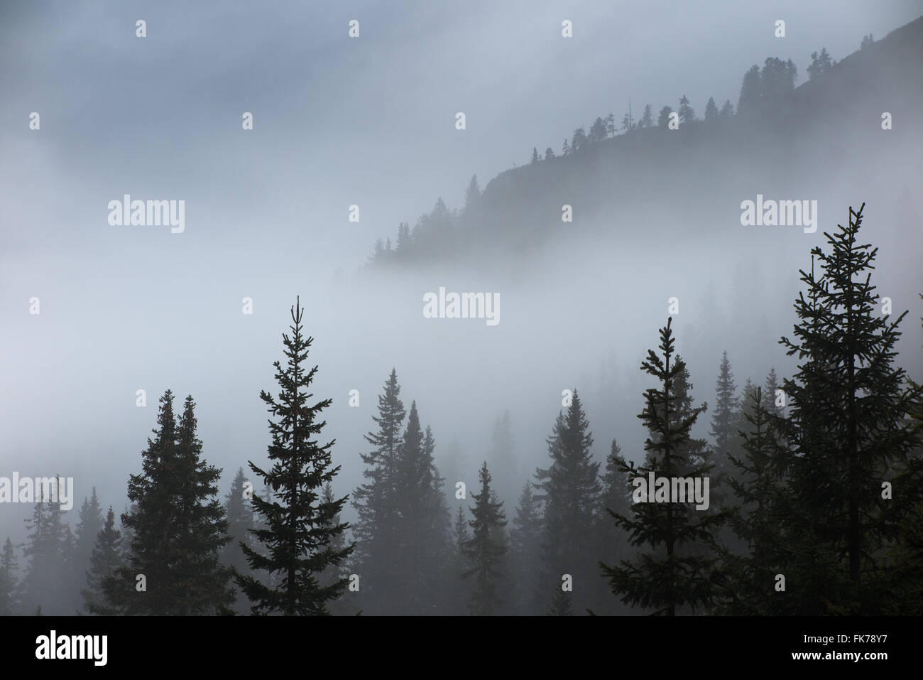 Alberi di pino nella nebbia a Alpe de Lerosa, montagne dolomitiche, Provincia di Belluno, Veneto, Italia Foto Stock