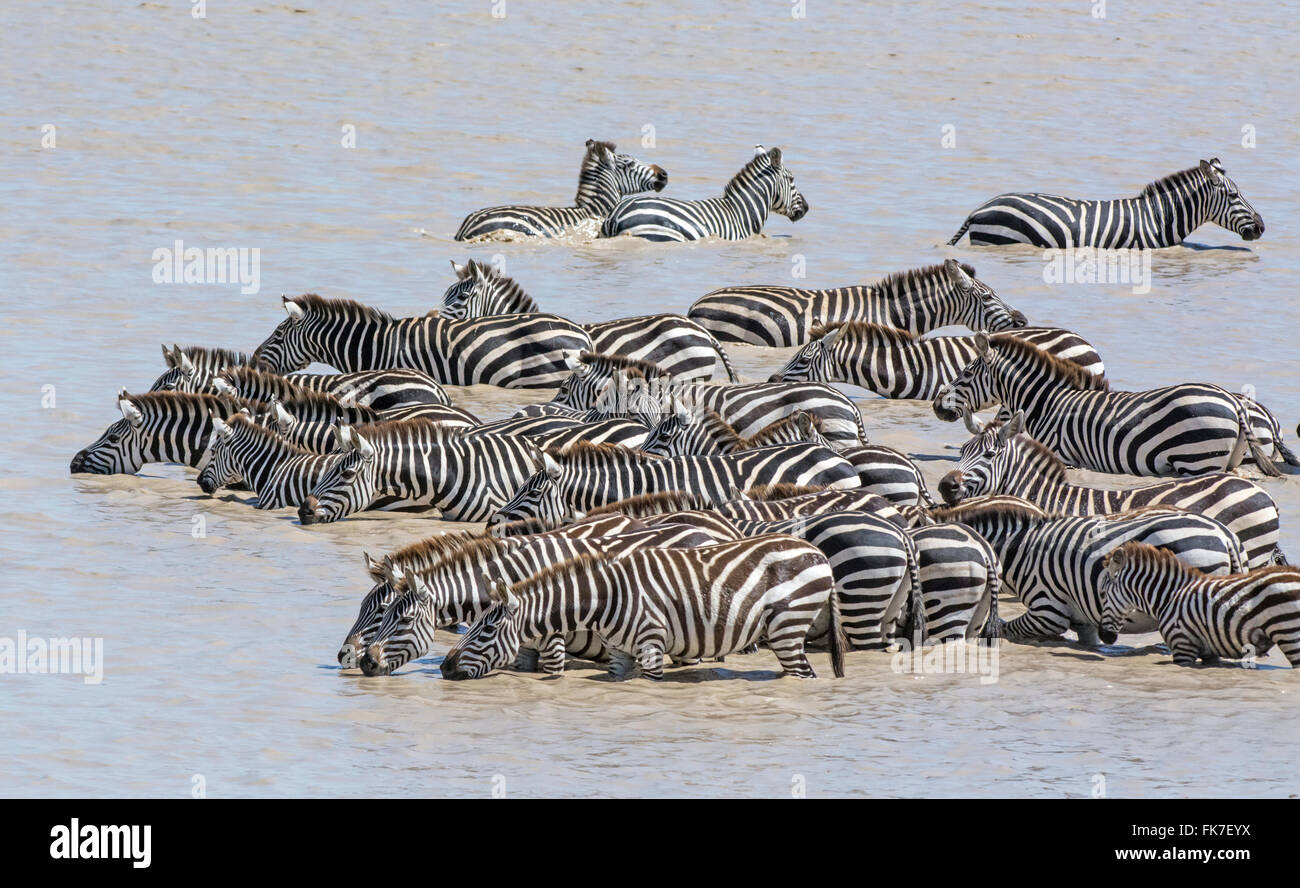 La Burchell o comuni o zebra (Equus quagga). Una mandria di prendere un drink in un lago sono consapevoli è libero di coccodrilli Foto Stock