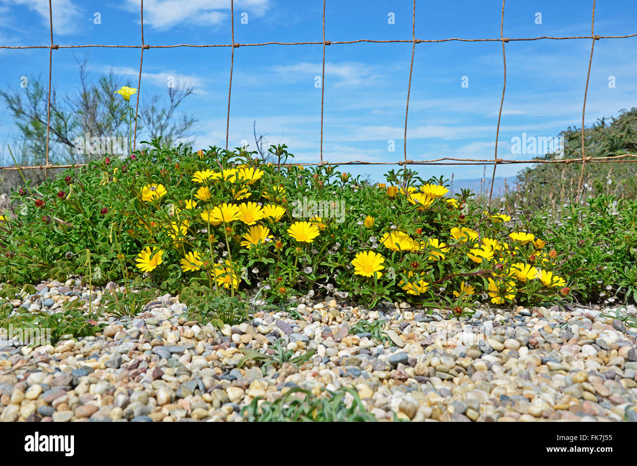 Margherite di colore giallo e la recinzione Foto Stock