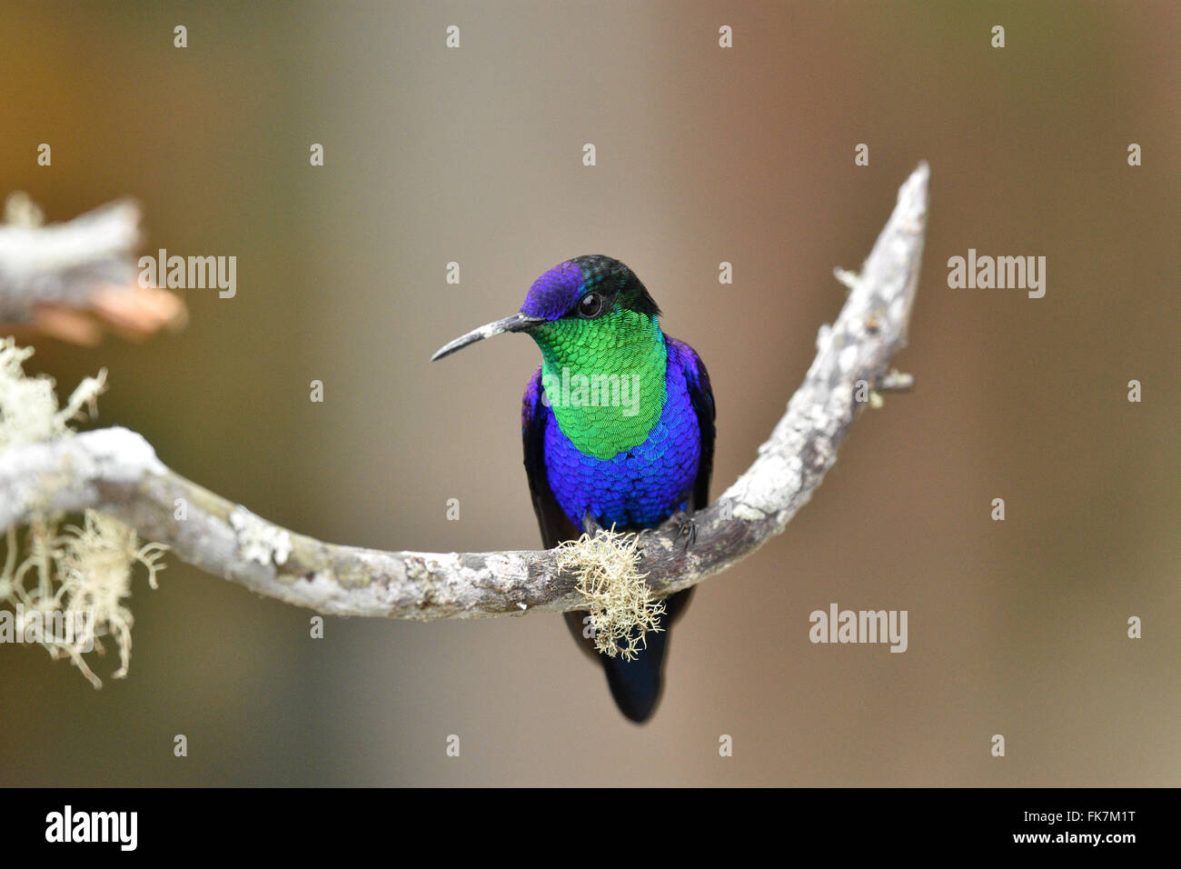 Un maschio coronato Woodnymph hummingbird appollaiato su un lichen-ramo coperti. Foto Stock
