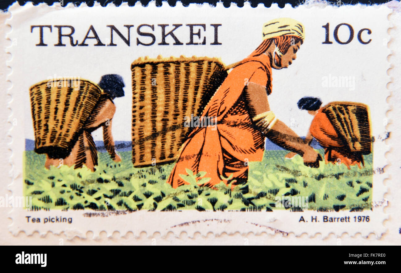Repubblica del Sud Africa - circa 1976: un timbro stampato in Transkei mostra le donne tea picking, circa 1976 Foto Stock