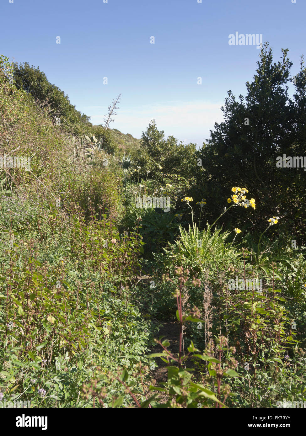 A volte su una escursione in Tenerife Spagna il percorso può essere nascosto nella lussureggiante vegetazione di montagna, accurato orientamento richiesto Foto Stock