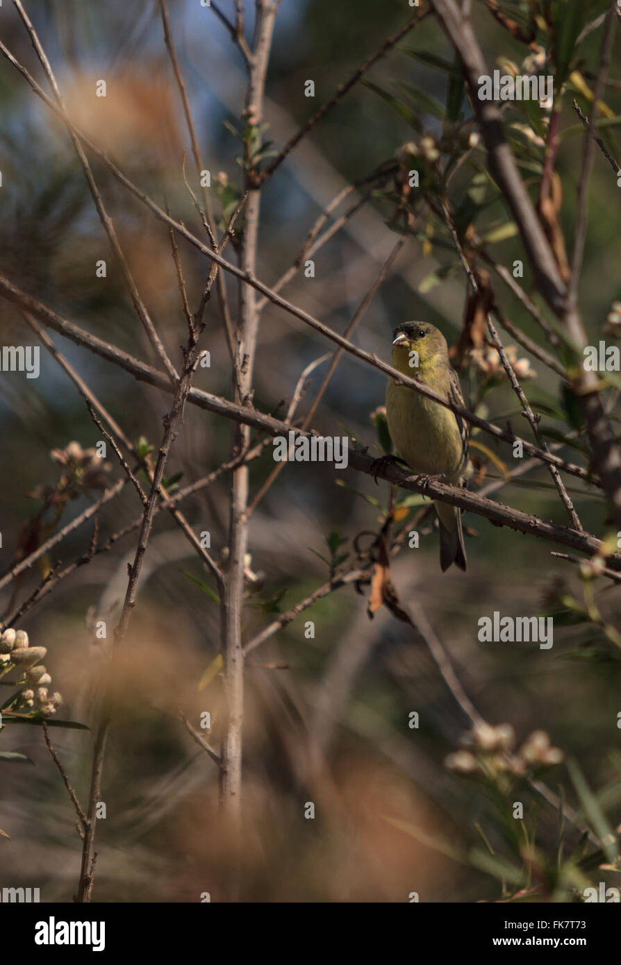 Unione verdone, Chloris chloris, posatoi in una bussola a San Joaquin Riserva Naturale Palude di Irvine, California, regno Foto Stock