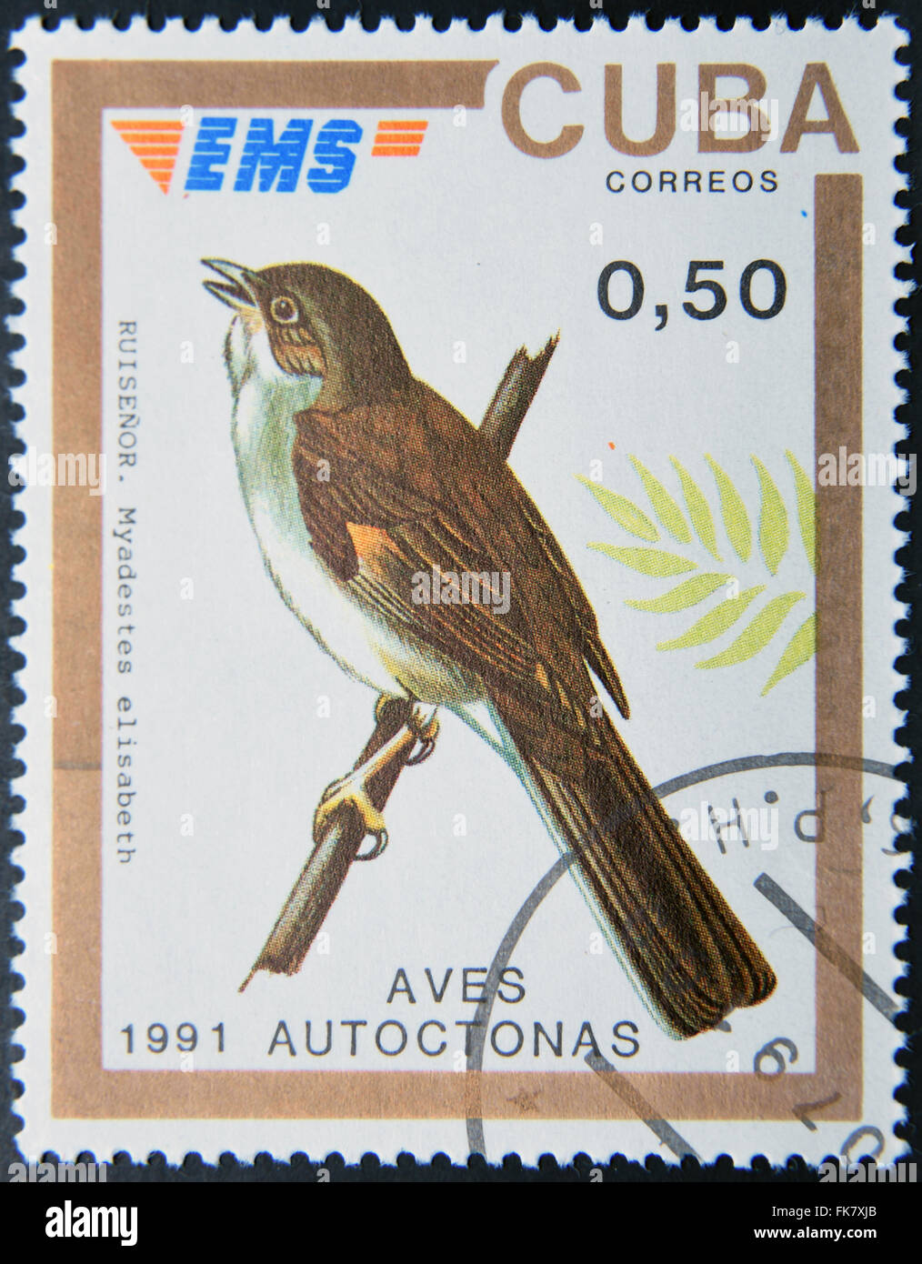 CUBA - circa 1991: un timbro stampato in Cuba dedicata a uccelli nativi, mostra nightingale (Myadestes elisabeth), circa 1991 Foto Stock