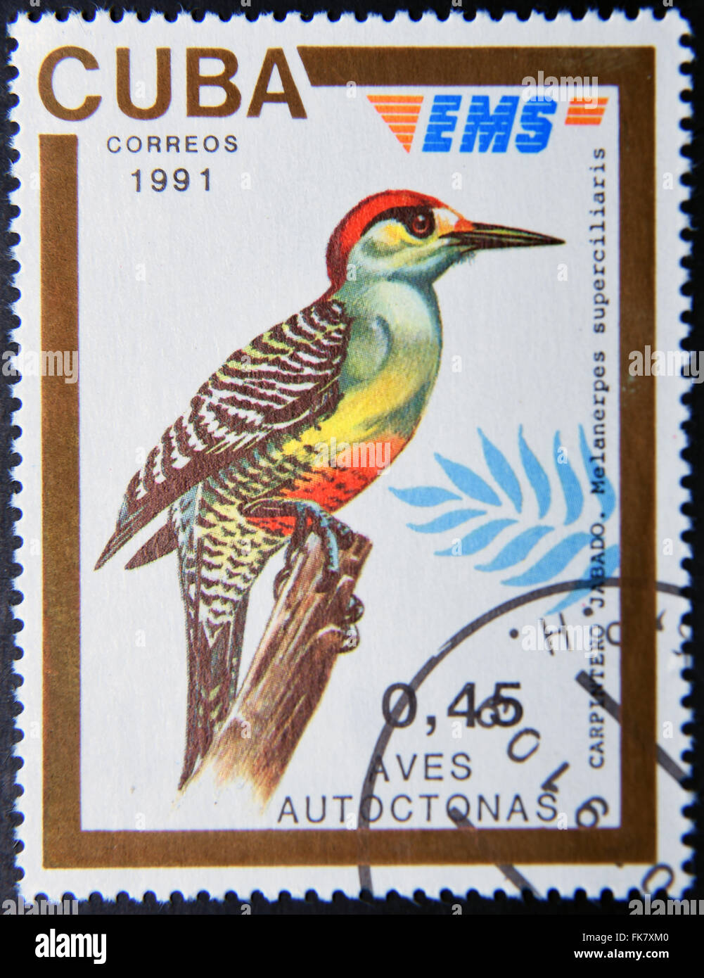 CUBA - circa 1991: un timbro stampato in Cuba dedicata a uccelli nativi, mostra un picchio habado (Melanerpes superciliaris), circa Foto Stock