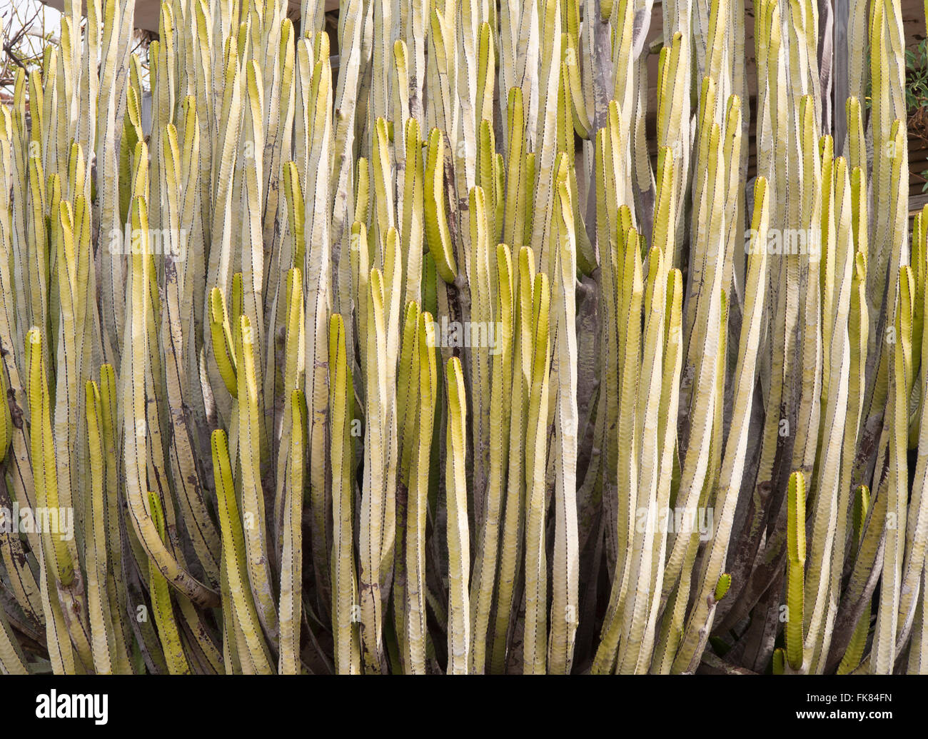 Quasi decorativo modello astratto e tessitura creata dall'Euphorbia canariensis, isola delle Canarie di euforbia, endemica verso le isole di Tenerife Spagna Foto Stock