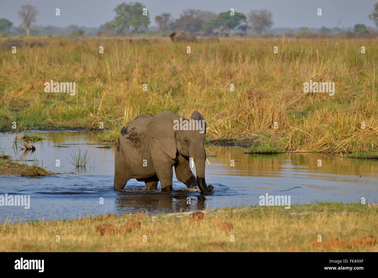 Elefante africano (Loxodonta africana), vitello nella Cuando River, Bwabwata National Park, Regione Zambesi, Caprivi Strip, Namibia Foto Stock