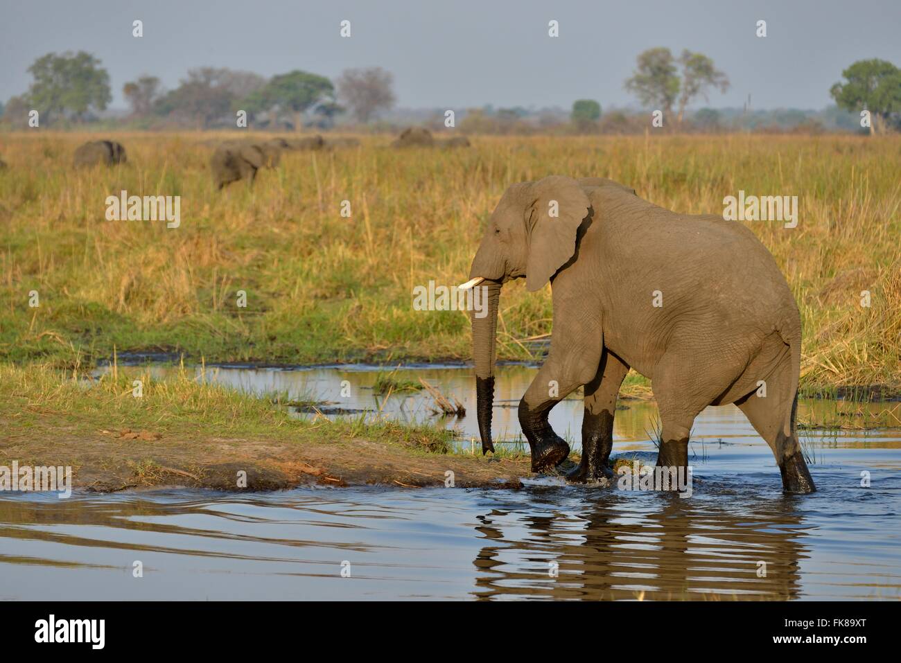 Elefante africano (Loxodonta africana) attraversando il fiume Cuando, Bwabwata National Park, Regione Zambesi, Caprivi Strip, Namibia Foto Stock