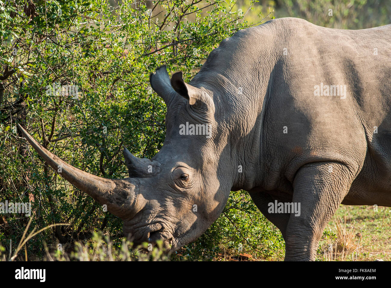 Rinoceronte bianco (Ceratotherium simum), Soutpansberg, Sud Africa Foto Stock