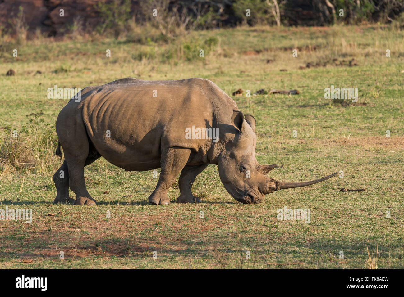 Rinoceronte bianco (Ceratotherium simum), Soutpansberg, Sud Africa Foto Stock