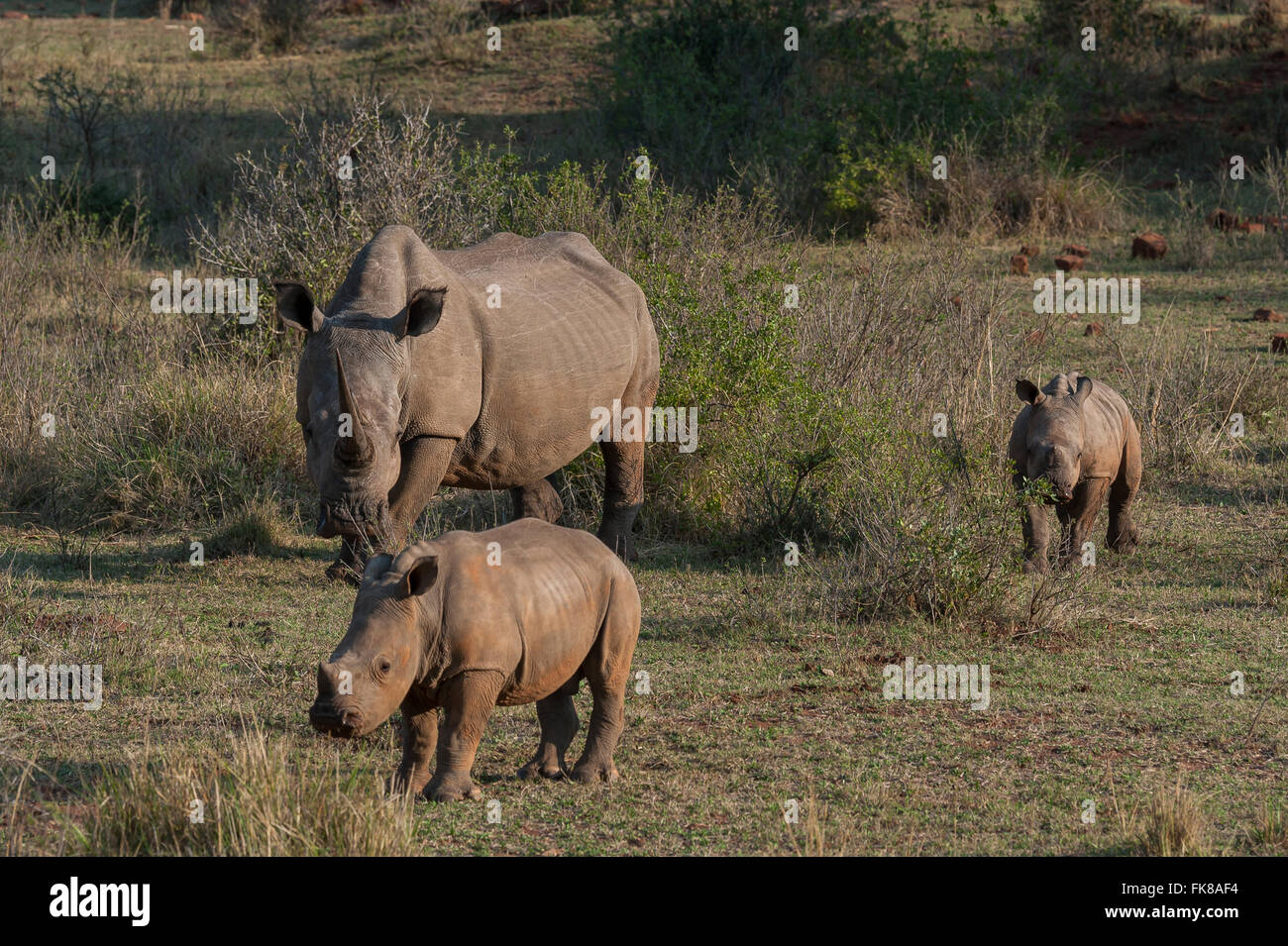 Rinoceronti Bianchi (Ceratotherium simum) con giovani rinoceronti, Soutpansberg, Sud Africa Foto Stock