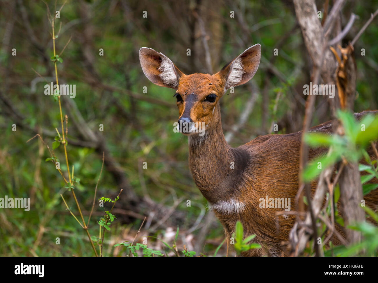 Bushbuck (Tragelaphus scriptus), Mala Mala Game Reserve, Sabi Sands Game Reserve - Mpumalanga in Sudafrica Foto Stock