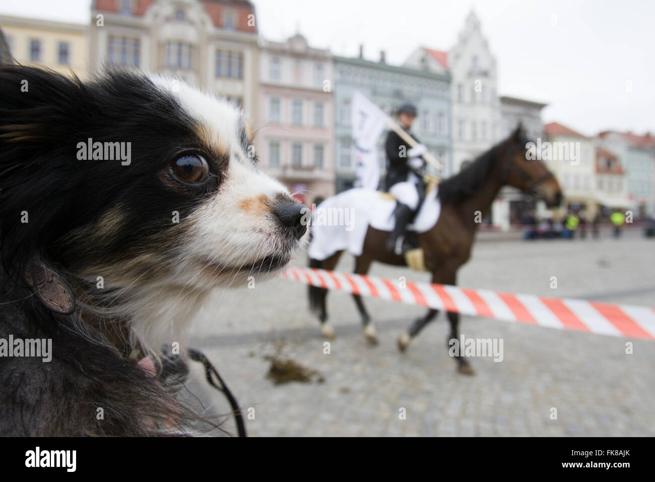 I cavalieri si vede la dimostrazione contro una recente decisione del governo di sostituire tre direttori di agenzia agricola ANR che ricade sotto il ministero dell'agricoltura. L'organizzazione è responsabile anche per l'allevamento di top class cavalli popolare con gli acquirenti a livello mondiale. Il conservatore Diritto e Giustizia il partito al potere dal mese di ottobre 2015 ha preso alcune decisioni controverse e il recente e improvvisa sostituzione di tre figure chiave nel settore agricolo agenzia con persone con nessuna esperienza precedente in allevamento di cavalli è visto come un unratified espansione dei loro poteri e dannosa per il fut Foto Stock