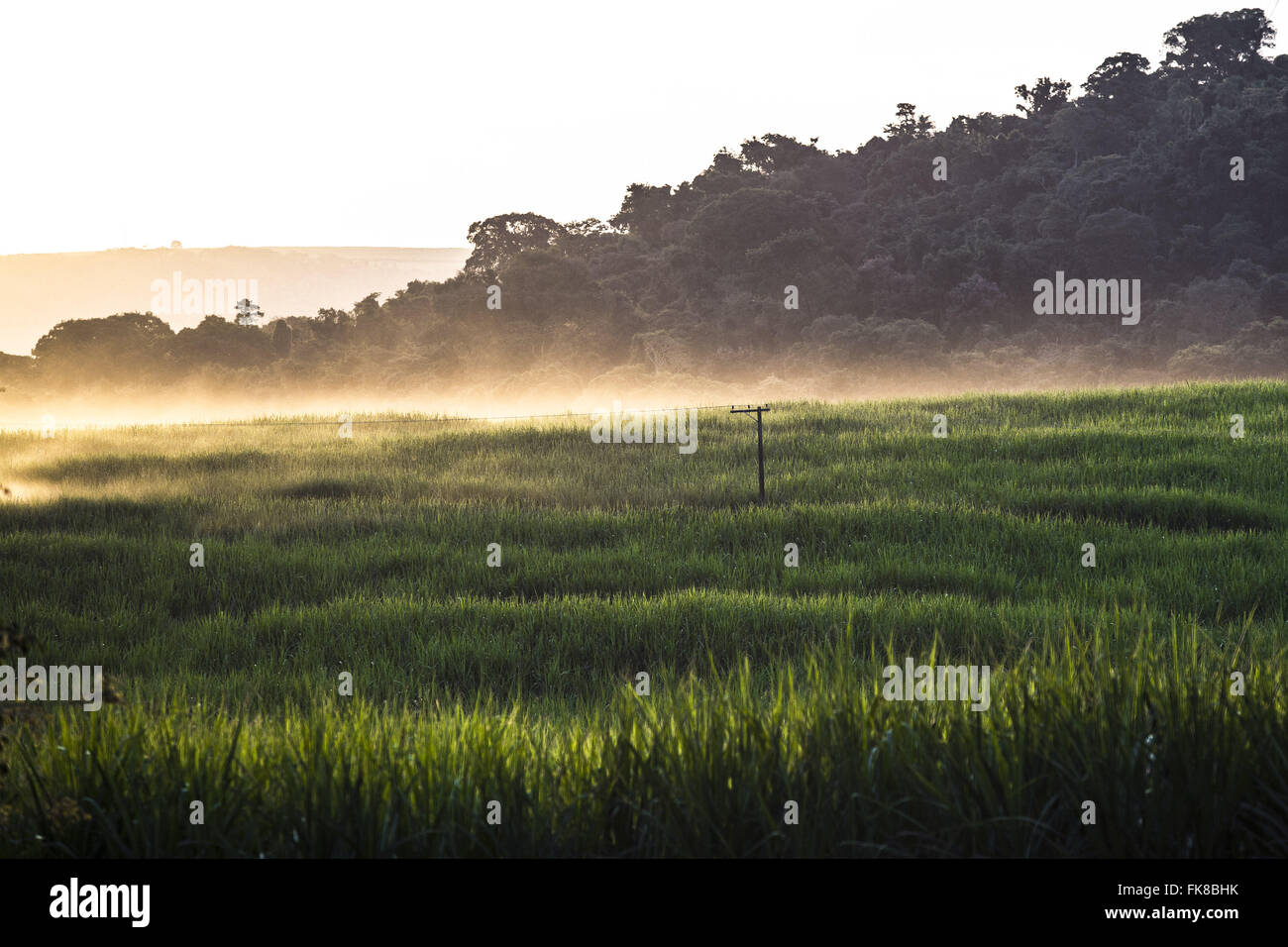 Tramonti in piantagione di zucchero di canna in campagna Foto Stock