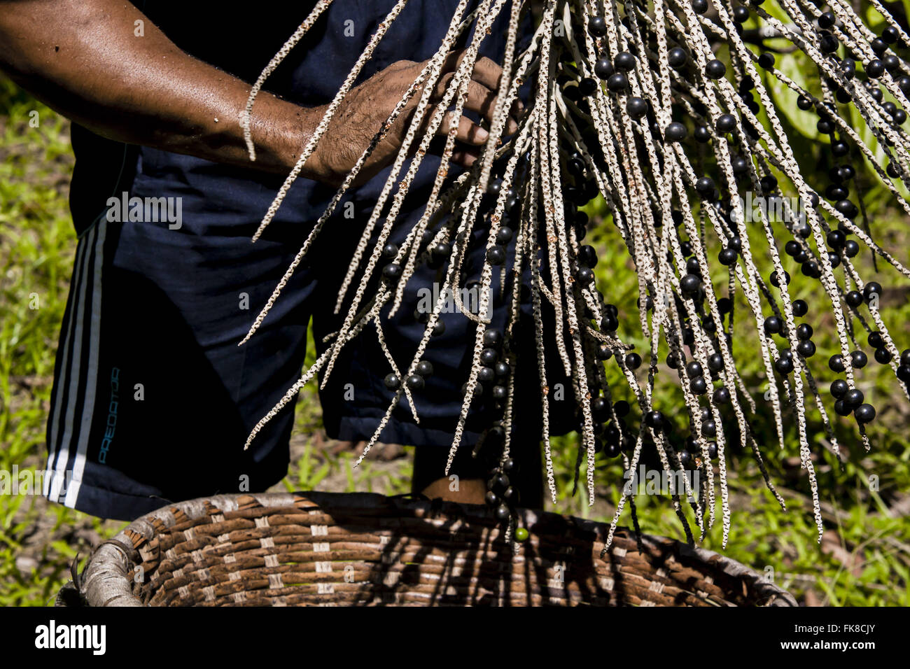 Grappoli di frutta essendo rimosso - un processo noto come la trebbiatura Foto Stock