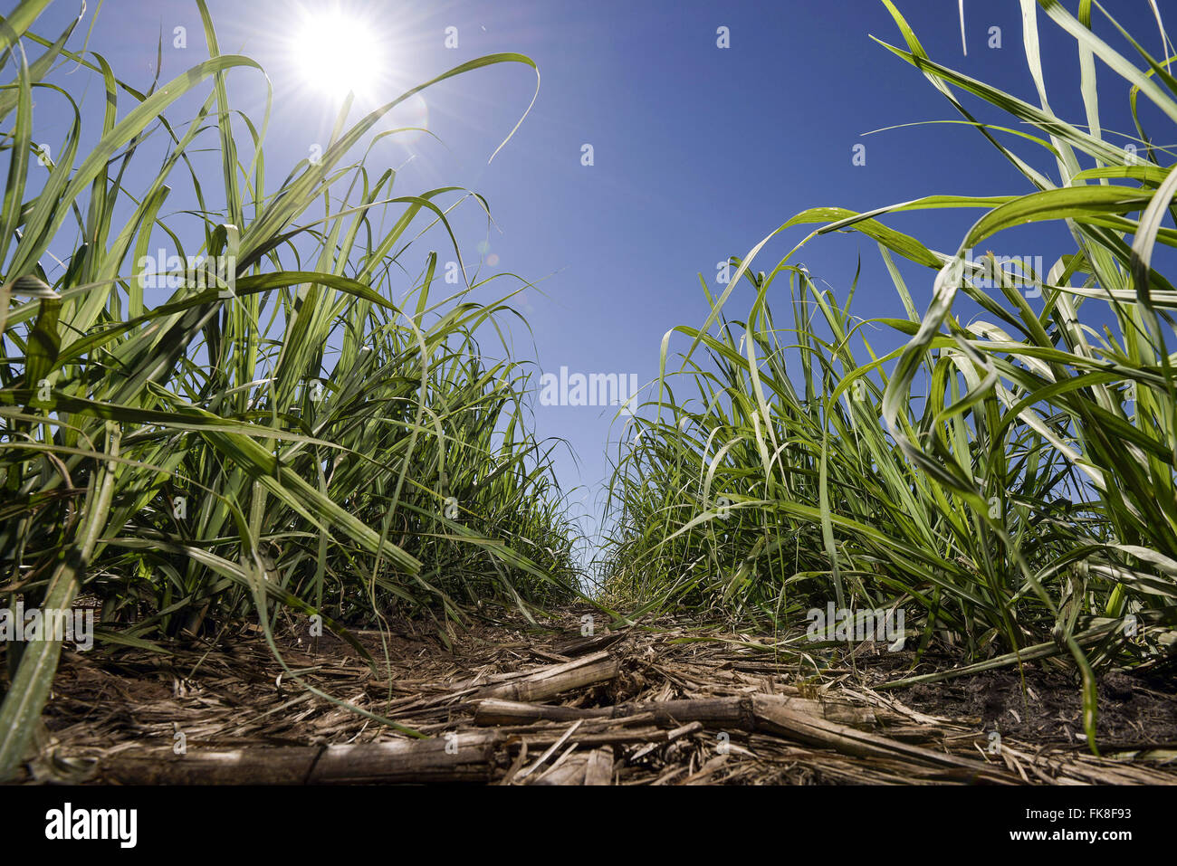 La piantagione di canna da zucchero nella proprietà rurale Foto Stock