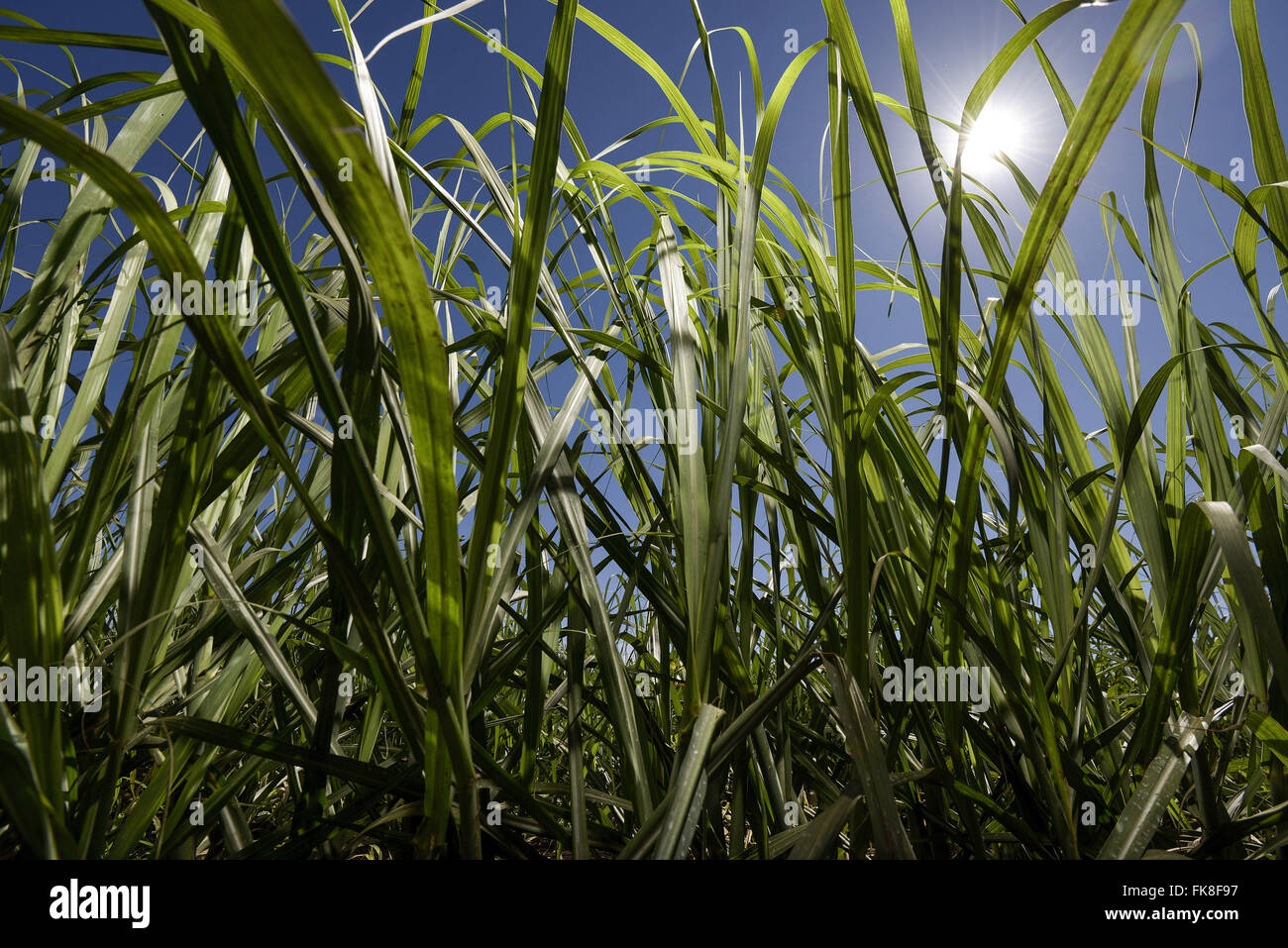 La piantagione di canna da zucchero nella proprietà rurale Foto Stock