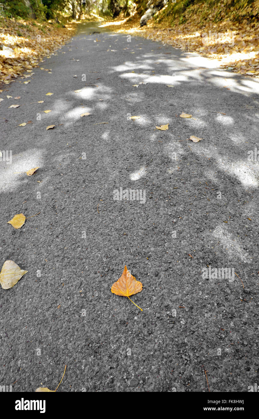 Foglie cadere in un percorso Foto Stock